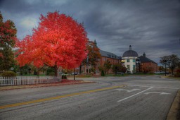 A residential street and a red maple tree in O'Fallon, Missouri.